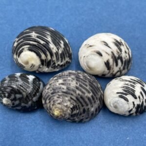 Nerita undata