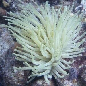Condylactis gigantea (white/havana) XXL - di serra europea