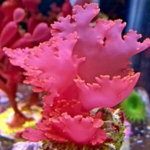 Starter - rose Petal - RARITÀ