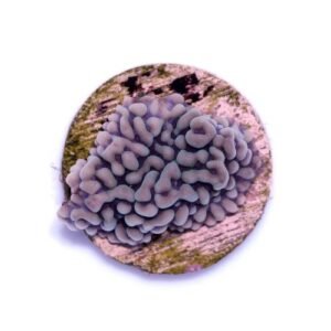 Montipora danae pink