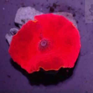 Discosoma red devil