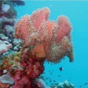 Sarcophyton glaucum XXL (RARITÀ)