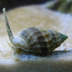 Nassarius sp. - dog whelks snails