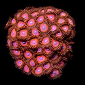 Zoanthus red whit green eyes - medium