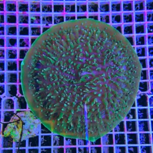 Amplexidiscus fenestrafer green - XXL