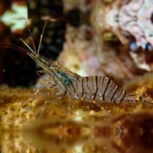 Palaemon sp. small - offerta con ordine minimo 6
