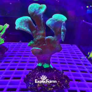 Pavona cactus "green" - large