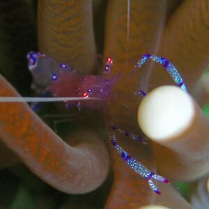 Periclimenes holthuisi
