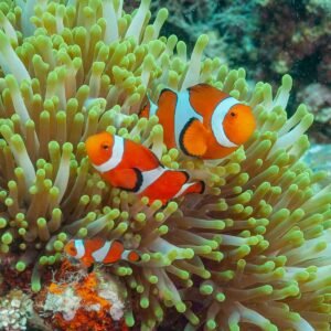 COPPIA - ocellaris – di allevamento in Europa