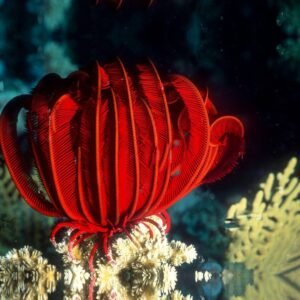 Crinoide red fire - RARITÀ
