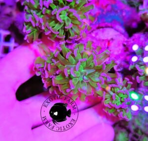 Euphyllia parancora green purple - 1 calice
