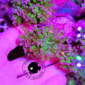 Euphyllia parancora green purple - 1 calice
