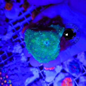 Discosoma kriptonite blue points