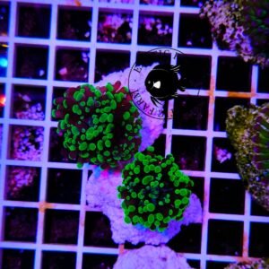 Euphyllia divisa green tips - un calice