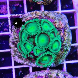 Palythoa green - circa 15 polipi