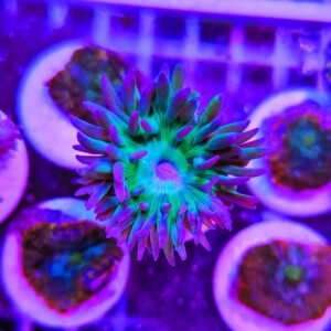 Duncanopsammia axifuga - un calice