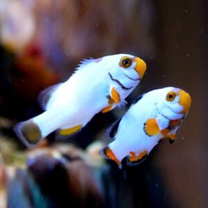Amphiprion percula platinum - COPPIA