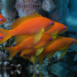 Pseudanthias squamipinnis