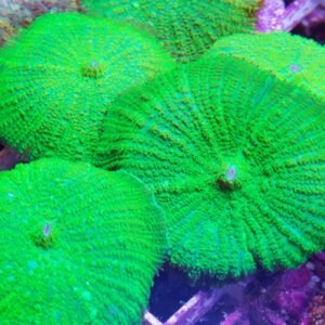 Rhodactis green extreme