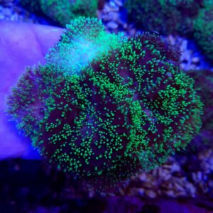 Rhodactis indosinensis