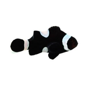 Amphiprion ocellaris black misbar darwin