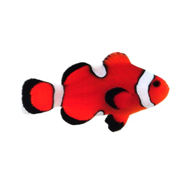Amphiprion ocellaris Misbar di allevamento, quarantenato e già abituato a mangime secco Vitalis e congelato. Esemplare selezionato di circa 3-4 cm.