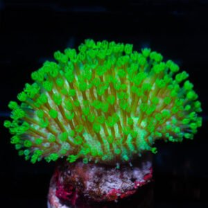 Sarcophyton green fluo piccolo