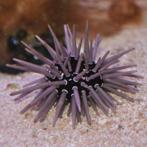 Echinometra viridis