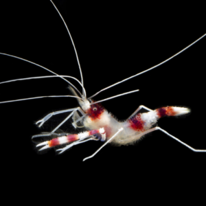 Stenopus hispidus