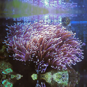 Heteractis magnifica XXXL 30-40 cm