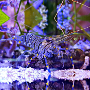 Palaemon sp. (taglia grande)