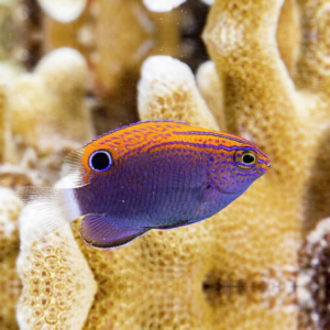 Pomacentrus bankanensis