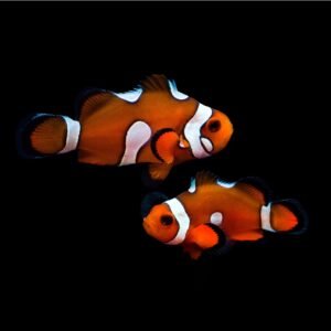 Coppia Ocellaris misbar subadulti