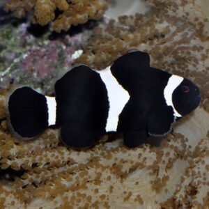 Amphiprion ocellaris black
