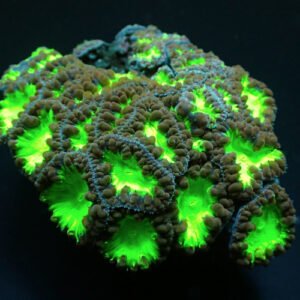 Blastomussa wellsi green bicolor - 1 calice (grande)