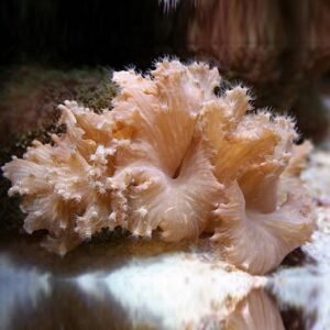 Sinularia dura, pink - small