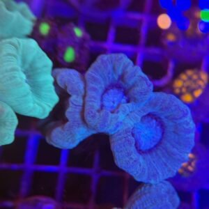 Caulastrea furcata blu 3-4 calici