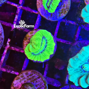 Caulastrea furcata green fluo