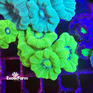 Caulastrea furcata green fluo - 4 calici