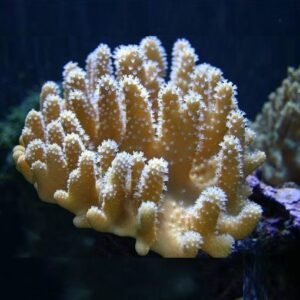 Lobophytum sp. white polyps - taglia medio piccola
