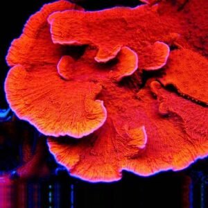 Montipora capricornis - (DI SERRA EUROPEA)