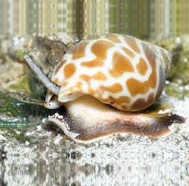 Babylonia spirata (offerta con ordine minimo 4)