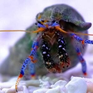 Clibanarius tricolor