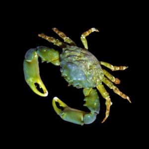 Mithraculus sculptus - granchio mangia valonia