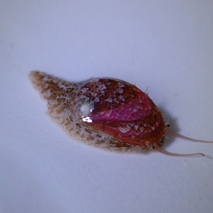 Stomatella sp.