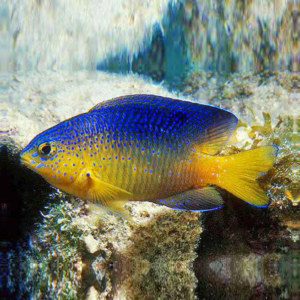 Stegastes leucostictus