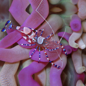 Ancylomene sp.