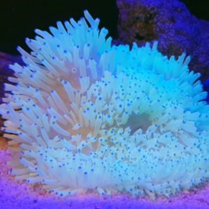 Heteractis malu - white (medium-large)