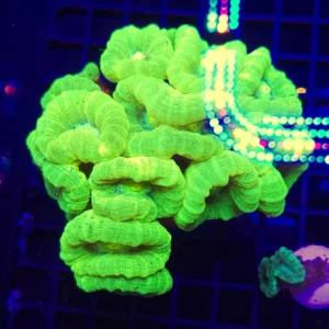 Caulastrea furcata green fluo - 5 calici