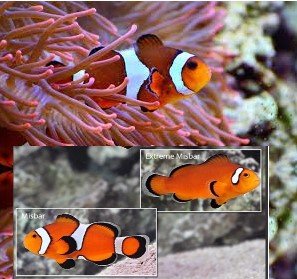 COPPIA - ocellaris misbar x ancestrale – di allevamento in Europa